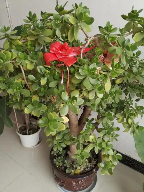 自己家里的玉树,长了30多年,年年开花.