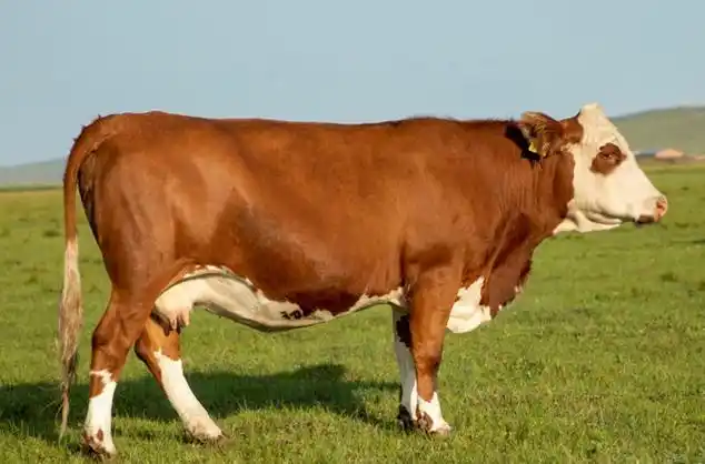 中国农科院供图 数据显示,肉牛新品种具有生长速度快,屠宰率,净肉率高