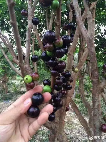 嘉宝果苗 沙巴嘉宝果