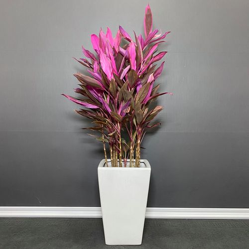 朱蕉植物盆栽红叶朱焦红铁树水培花卉室内甲醛创意礼品