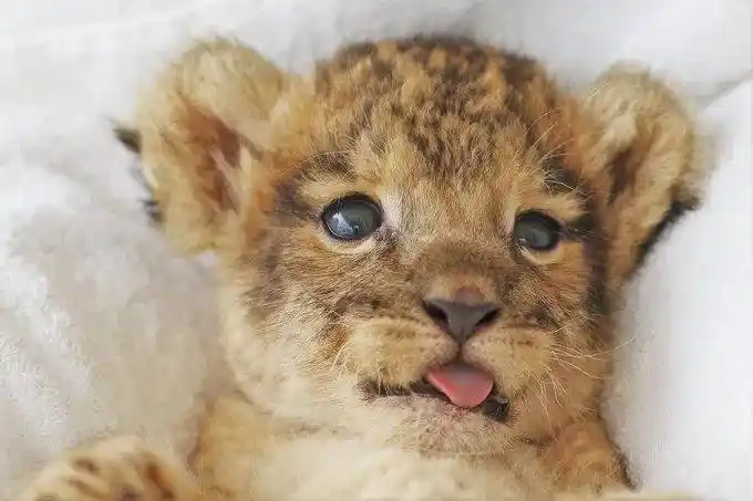 日本富士野生动物园的小奶狮也太可爱了!