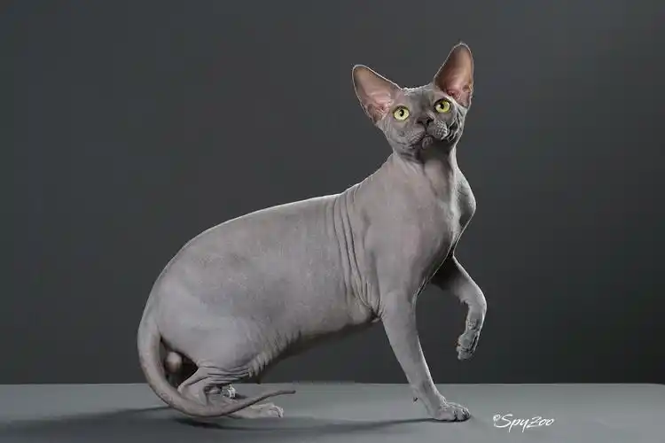 spyzoo猫赛猫照片之「斯芬克斯无毛猫」