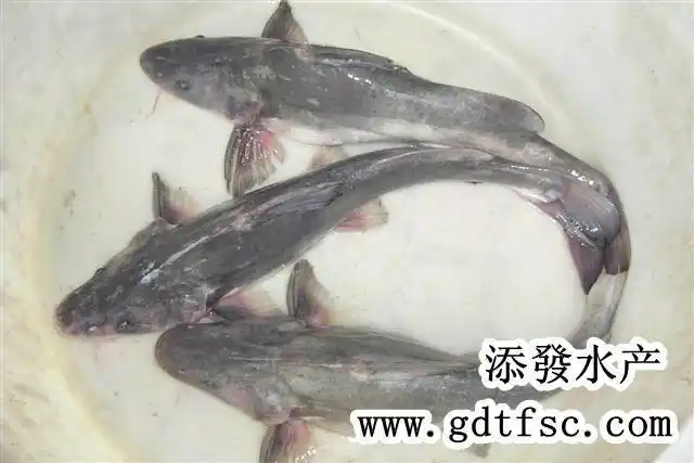 供应广东省长江吻鱼价格