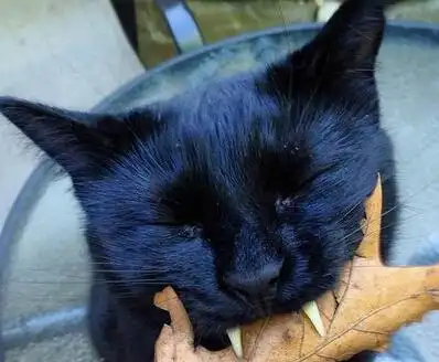 她在街头捡到一只黑猫 不久后它竟长出吸血獠牙 画面惊悚