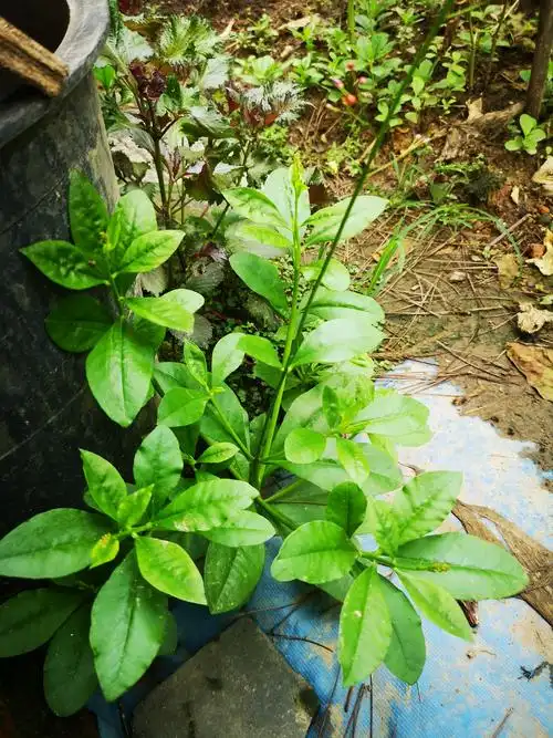 能吃又好看土人参