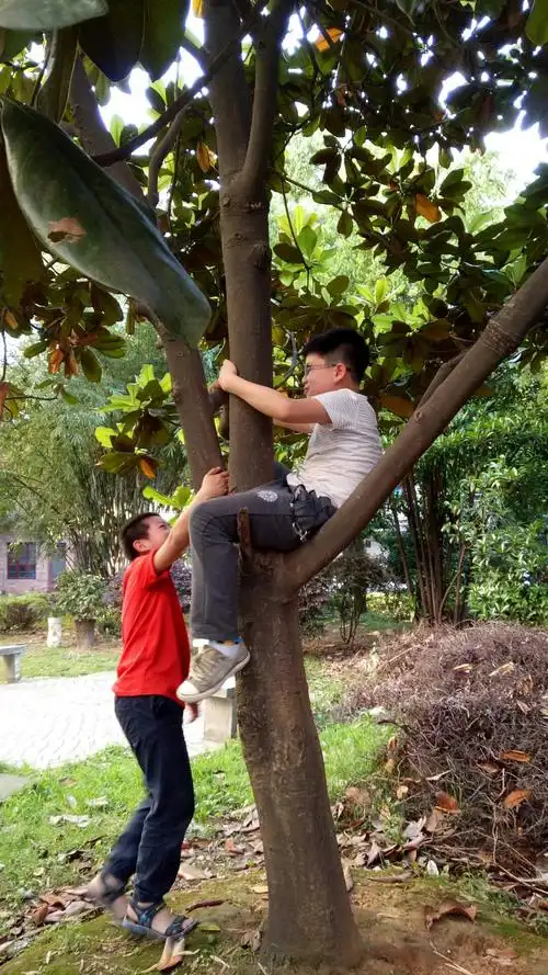 湖南省常德市桃源县陬市镇桂花路55号
