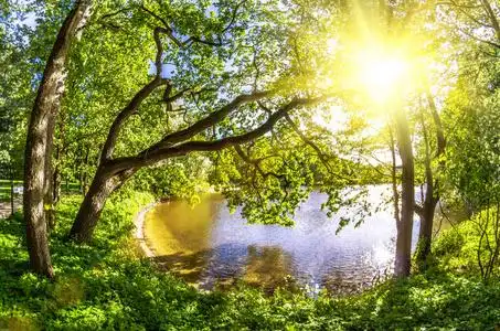 公园森林树木阳光和池塘与水.照片