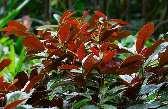 红背桂怎么种植 红背桂的栽培技术-种植技术-中国花木网