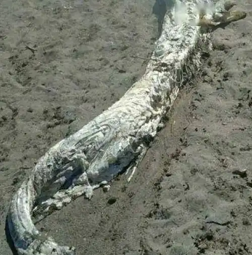 最后两条龙被夏朝人吃了是怎么一回事司马迁告诉你