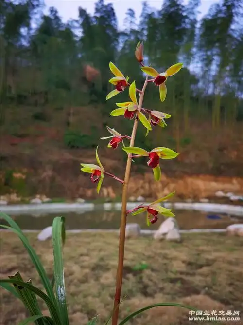 蕙兰红素系列赏析九华晨光