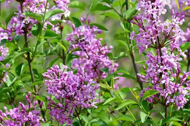 植物非试管高效快繁——什锦丁香