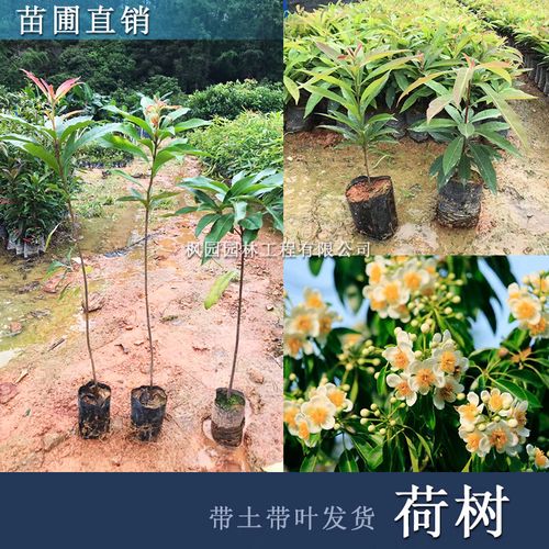荷木树木荷树苗山地复绿造林绿化名贵苗木海南沉香树金丝楠 荷树苗20