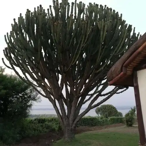 房间门口的仙人掌树,比房子还高大.