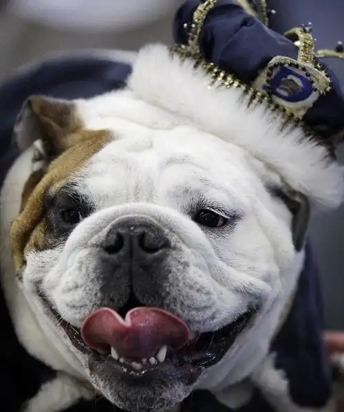 美斗牛犬选美大赛丑狗扮酷hold不住(图)