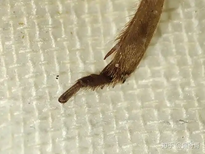 华北蝼蛄后足 - 知乎