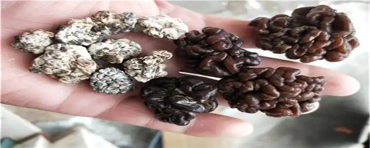 猴脑菌主营项目