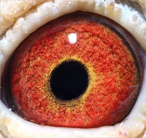 桑杰士种鸽114(已售)