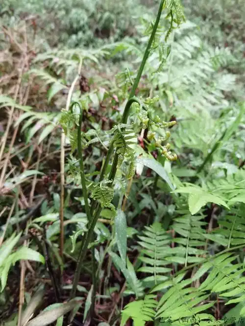 保温箱发货新鲜现摘龙蕨菜广西蕨菜凉拌菜龙爪菜鲜嫩爽口水蕨菜应季
