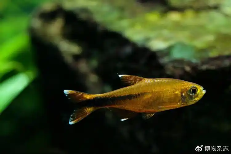 水中游动的灯火