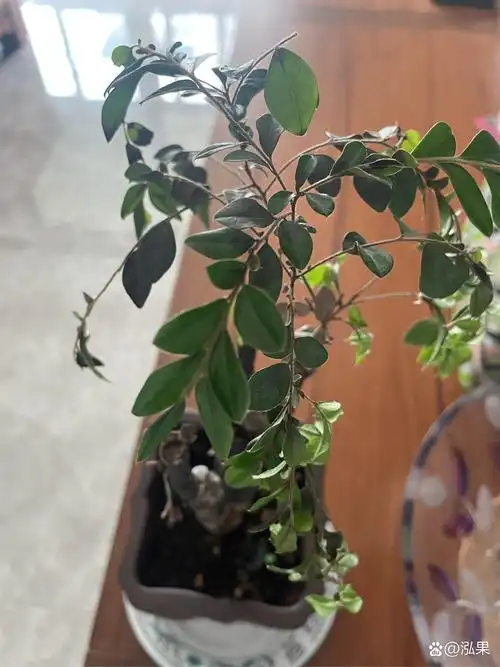 小叶紫檀 不知啥情况,叶子全成这样了,请教各位大神,是什么问题,还有