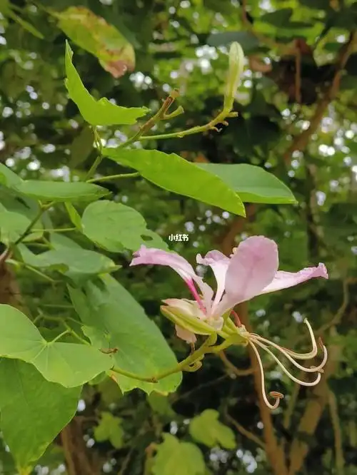 花草集之粉花羊蹄甲
