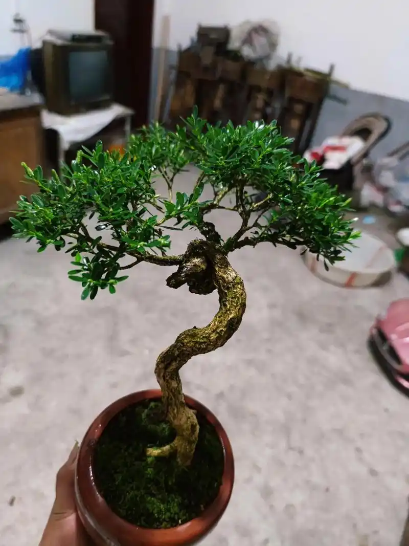 "家有黄杨,世代栋梁",苍劲有力,古朴典雅的黄杨盆景你喜欢吗