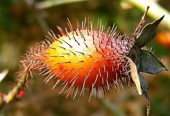 刺糖(中医学与中药学|医药)中药,来源豆科骆驼刺属植物骆驼刺alhagi