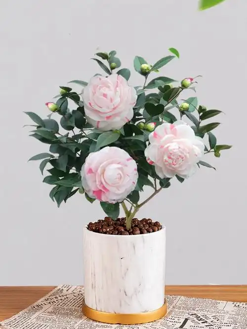 白十八学士茶花树苗盆栽植物室内阳台花卉好养开花山茶花盆景hth4加仑