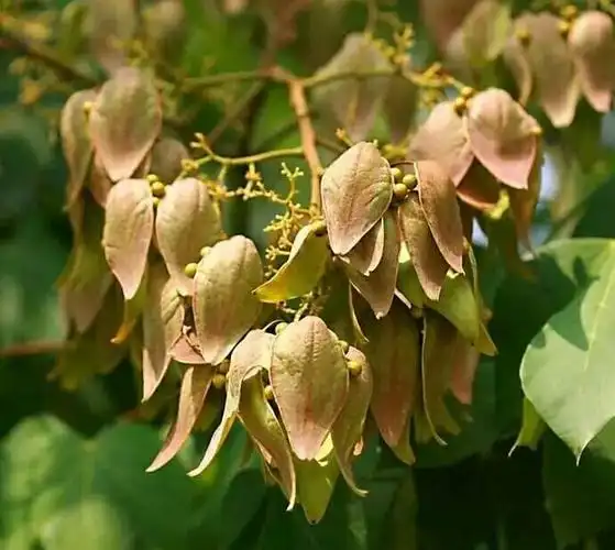 长在乡愁里的青桐树