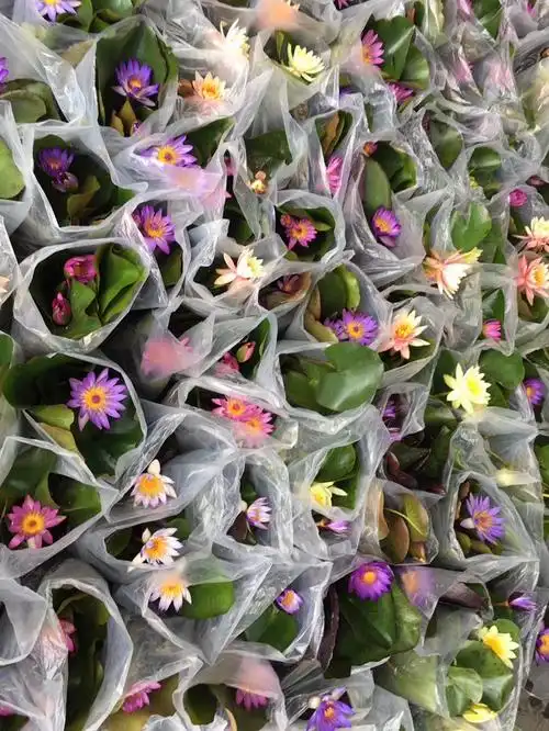 睡莲水培植物带花苞发货荷花苗四季开花盆栽水养池塘鱼池水生植物水