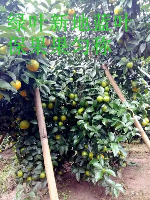 绿叶新地:柑桔如何保花保果?