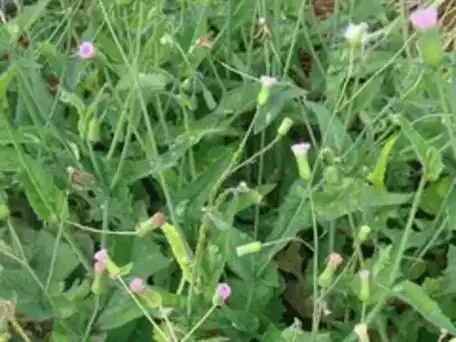 一点红 yidianhong,别名红背叶,叶下红,羊蹄草,红背中,土公英.