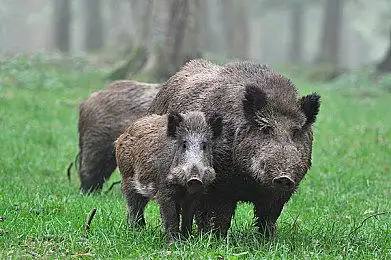 the wildanimalsanimalatmosphereatmosphericbacklightingbacklitc