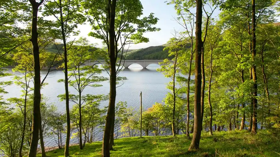 绿色树木山水自然风景桌面壁纸