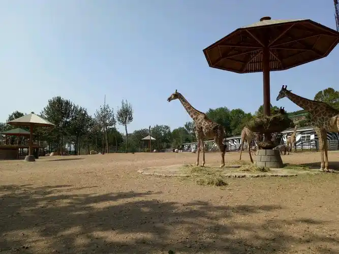 大连森林动物园,旅游攻略,自助游,自驾游,自由行,游玩攻略指南【去