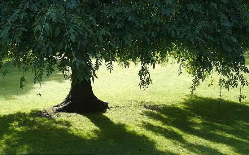 夏日,在大树下乘凉,我们会感叹,大树带来这么多绿荫.