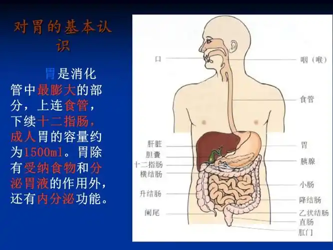 系统解剖学胃ppt