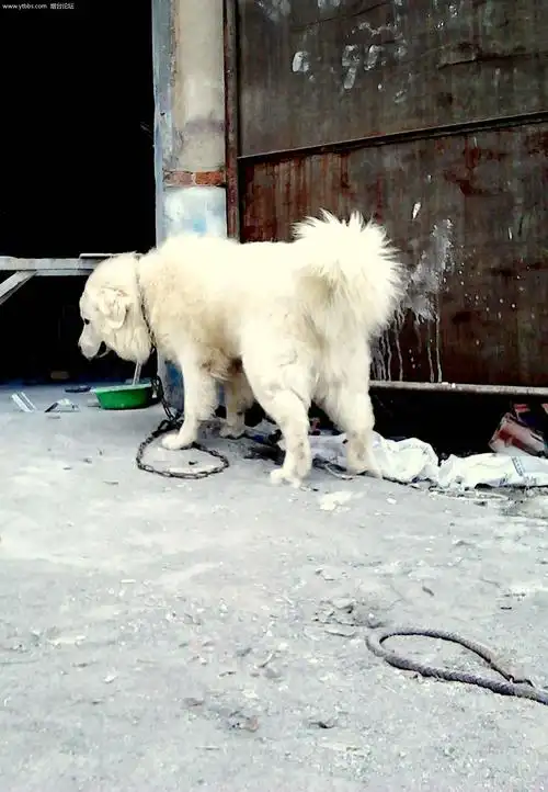 白藏獒对外配种