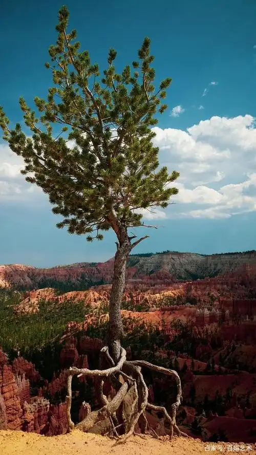 生命之树意境艺术,鼓舞着我,激励着我