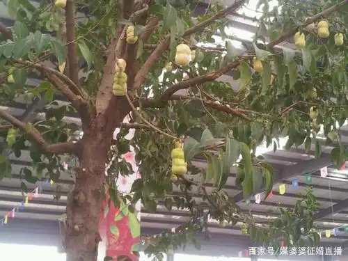 03:52 在寿光市种植的人参果树,在展会景点上参观 这树上挂着人参果