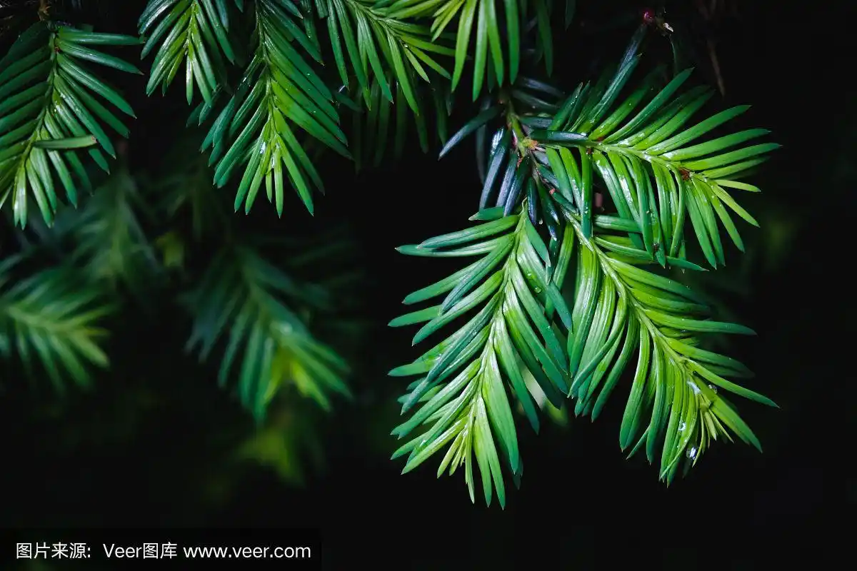 黑色背景上的松树叶子的特写
