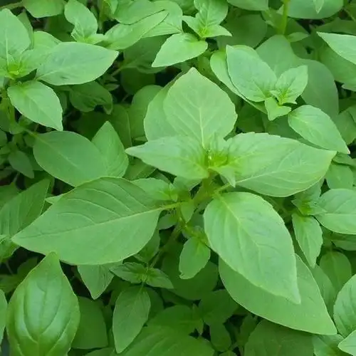 新鲜荆芥菜河南特产现摘现发带根大叶荆芥茎芥调味菜冰鲜蔬菜1000g