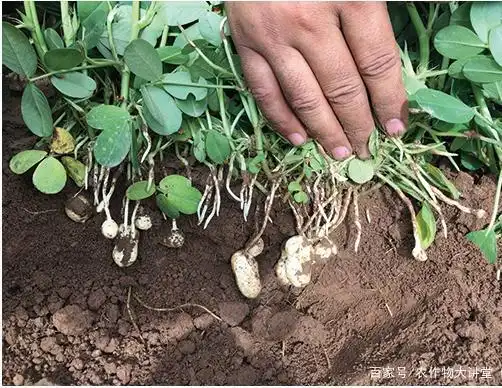 花生下针期踩倒茎叶有利于控旺,增产?不可取 可能会造成减产