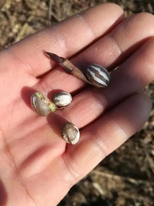 怎么治理? 是什么毛毛虫的卵?怎么治理? 展开