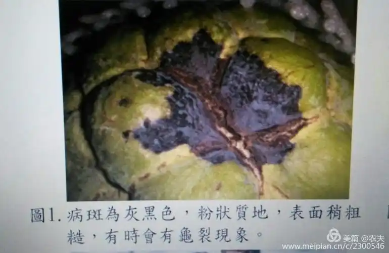 番荔枝果实病害