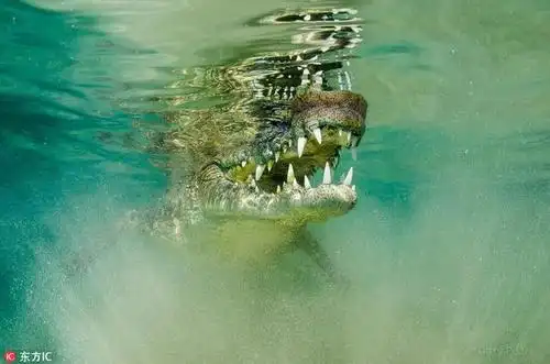 7米)长的美洲鳄鱼距离摄影师仅几步之遥,看着640_424