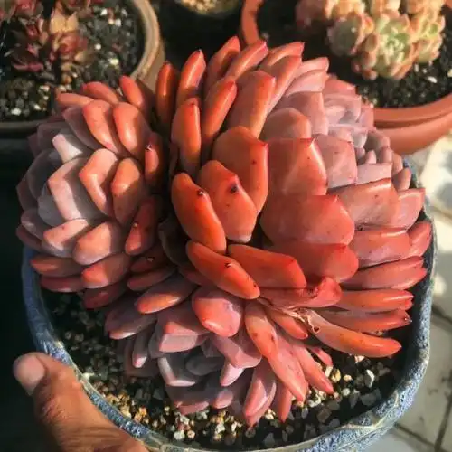 推荐10款红色系多肉,长出状态红红火火,新手也会养!