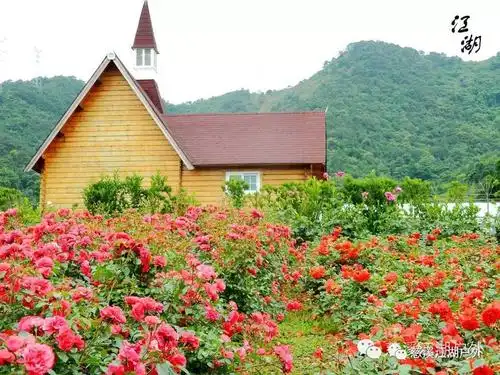 成行花开见佛北仑玫瑰庄园浪漫玫瑰清幽天童寺5月7日