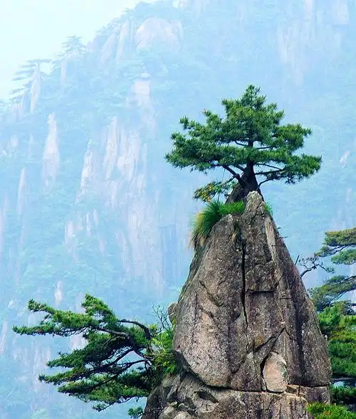 【冬之魅】黄山上那些青松