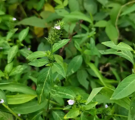 爵床草可以说是一种野生的植物生长完全自生自灭自己吸收水分和天然的